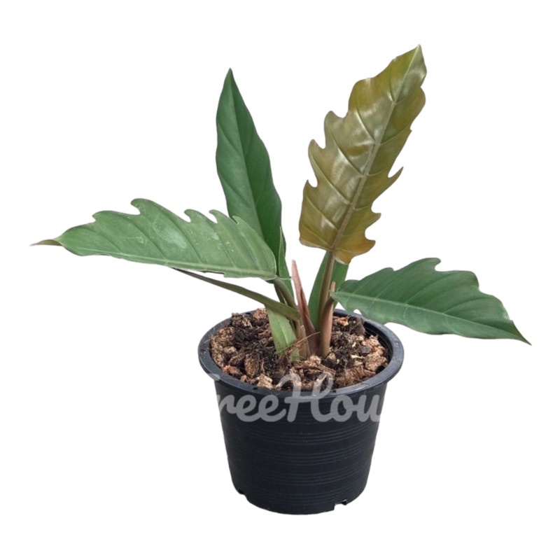 ฟิโลเดนดรอน พิณนาค กระถาง 6 นิ้ว ฟอร์มสวย (Philodendron caramel marble green) pot 6”
