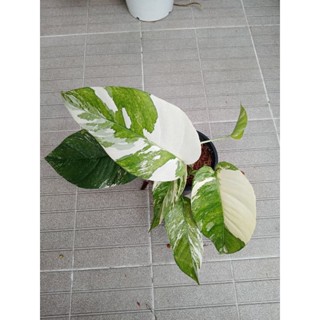 อิพิด่างขาวกระถาง3นิ้ว#ซื้อ3แถม1#เลือกต้นได้🍀🌱  Epipremnum pinnatum  var.