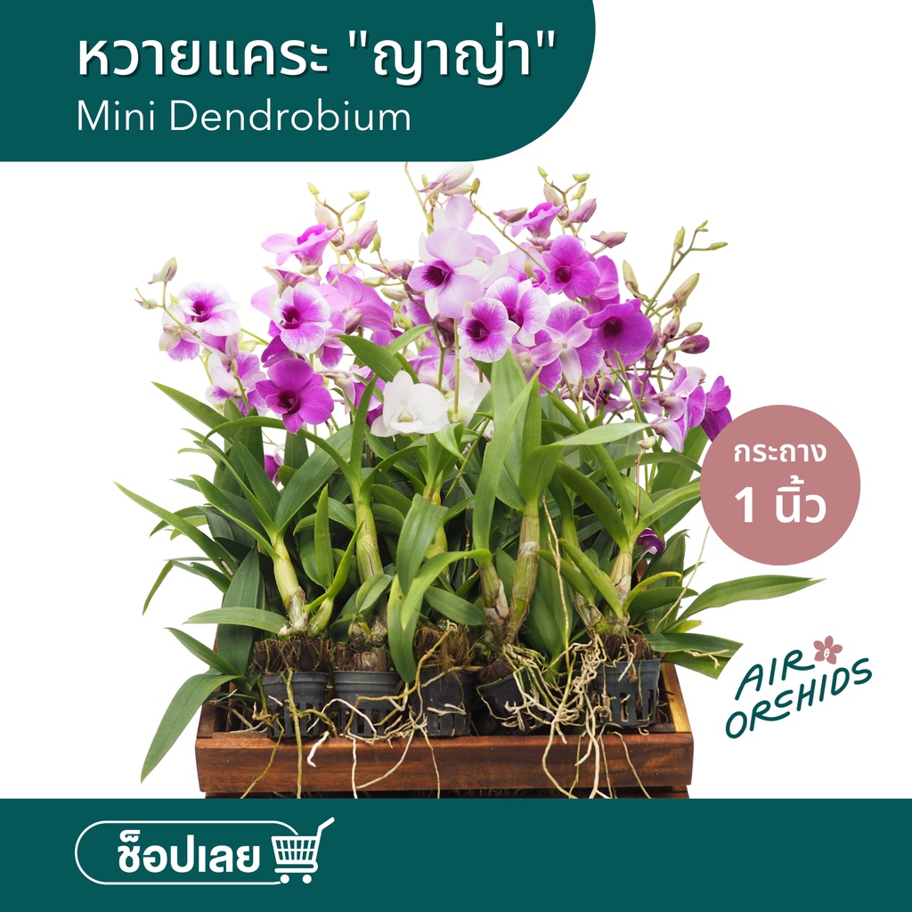 กล้วยไม้หวายแคระ "ญาญ่า" (กระถาง 1 นิ้ว) เซ็ตละ 6 และ 20 ต้น