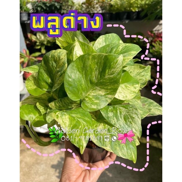 พลูด่างลายหินอ่อน กระถาง3" ใบแน่นๆ สวยๆ ฟอกอากาศ
