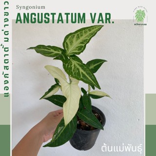 แองกัสตาตั้มด่างขาว |Syngonium Angustatum Variegated | เงินไหลมา ไม้แรร์ ไม้สะสม