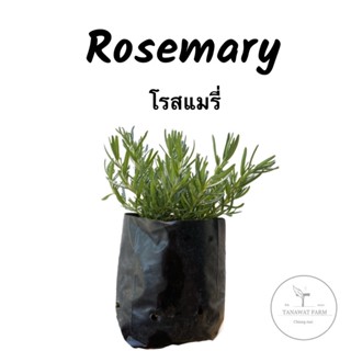 Rosemary rosemary โรสแมรี่ ในถุงเพาะรากเดินดี สมุนไพรฝรั่งเครื่องเทศฝรั่ง กลิ่นหอมพร้อมลงกระถางได้เลย