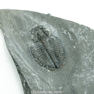 [อายุกว่า 505 ล้านปี!!!] #230 ฟอสซิล ไทรโลไบต์ Elrathia Kingi Trilobite ของแท้ ขนาดเล็ก บน Matrix จาก USA