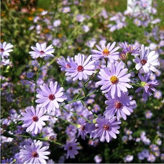 เมล็ดพันธุ์ ดอกแอสเตอร์ สมูทบลู ( Smooth Blue Aster Seed ) บรรจุ 50 เมล็ด ดอกเล็กๆ สีม่วงอมฟ้า ออกดอกเป็นช่อ ไม้ดอก เมล็ดมีขนาดเล็กมาก เมล็ดงอกช้า 2-3 สัปดาห์