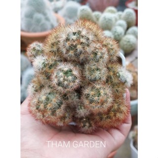 mammilaria camenea cv.subducta ลูกผสมคามิเน่ ซับดักต้า