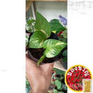 Golden Pothos/Money Plant/Millionaires Plant/Epipremnum Aureum Proble/ C/ กางเกง/ดอกกุหลาบ/ชุดชั้นใน/กางเกง Z5IK