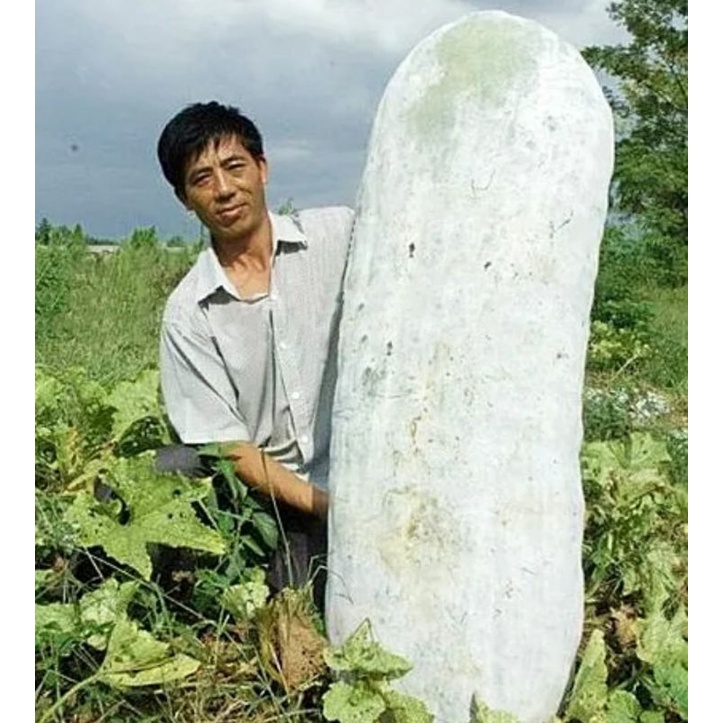 เมล็ดพันธุ์ฟักยักษ์ไต้หวัน (Taiwan Giant Wax Gourd Seed)บรรจุ 25 เมล็ด ของแท้ คุณภาพดี ราคาถูก นำเข้