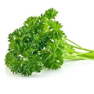 ผลิตภัณฑ์ใหม่ เมล็ดพันธุ์ 2022เมล็ดอวบอ้วน พาร์สเลย์ใบหงิก (Moss Curled Parsley Seed) บรรจุ 500 เมล็ด คุณภาพดี ร/สวนครัว