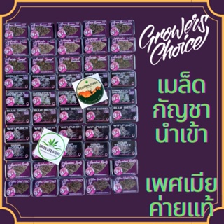 เมล็ดกัญชา Auto ค่าย Grower Choice เเพ็ค 3 เมล็ดเเถมฟรี 1 เมล็ดทุกเเพ็ค GoldenSeedsThailand