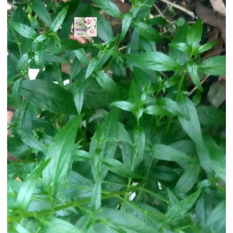 เมล็ดพันธุ์ต้นฟ้าทะลายโจร Andrographis paniculata เป็นต้นที่มีใบสีเขียวเข้ม ใบมีรสขมเป็นยา ใบสดชงดื่มเป็นชาได้