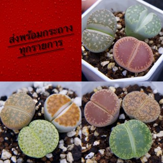 ไลทอปคละสายพันธุ์3สี ส่งพร้อมกระถาง