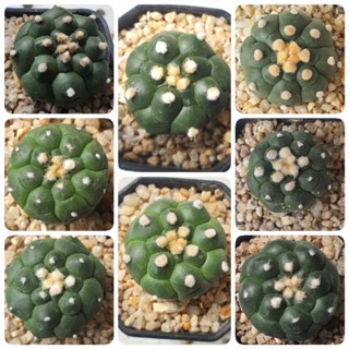 แอสโตรไฟตัม กิ๊กโกะเต่า แอสโตรเต่า Astrophytum Kikko แคคตัส ไม้เมล็ด พืชอวบน้ำ