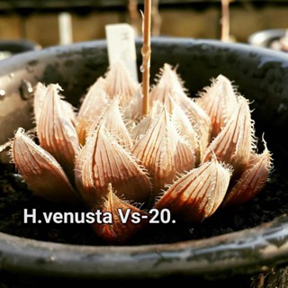 H.venusta vs-20 A099