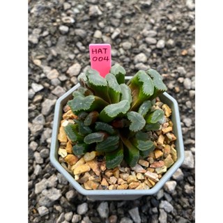 Haworthia Hybird Thailand กระถาง 3 นิ้ว (ส่งทั้งกระถาง) ไม้อวบน้ำ ต้นไม้ประดับ