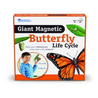 [ 5 ขวบ + ] MAGNETIC BUTTERFLY LIFE CYCLE DEMONSTRATION SET [จากแบรนด์ Learning Resources] [พร้อมส่ง]!!!