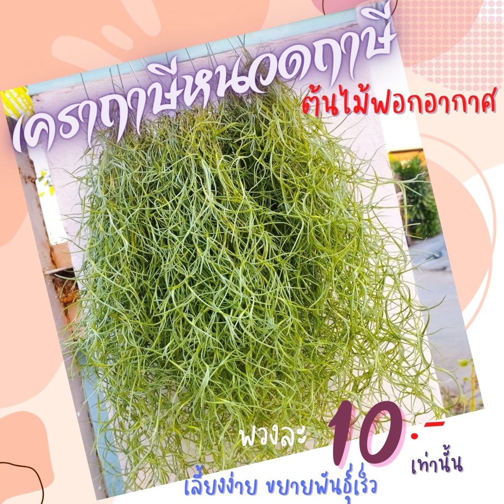 เคราฤาษี พร้อมลวดแขวน พวงละ 10 บาท ไม้ฟอกอากาศ ดูดความชื้นในบ้าน ไม้มงคล กันฝุ่น มอสสเปน  สวยๆราคาถูก