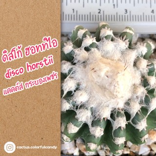 ดิสโก้ ฮอททิไอ Discocactus Horstii  ไม้เพาะเมล็ด แคคตัส กระบองเพชร ส่งทั้งกระถาง