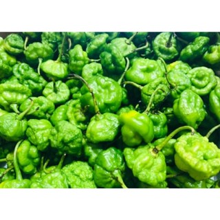 เมล็ดพันธุ์พริกจาไมก้า สก็อต บอนเนท สีเขียว Fresh Green Jamaican Scotch Bonnet Pepper บรรจุ 25 เมล็ด คุณภาพดี ของแท้