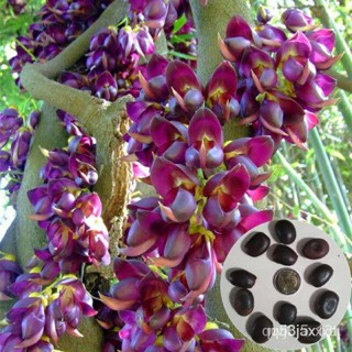 ผลิตภัณฑ์ใหม่ เมล็ดพันธุ์ เมล็ดพันธุ์ พวงโกเมน สีม่วง (Evergreen Mucuna Stem)บรรจุ 1 เมล็ด พันธุ์แท้100% GO3I คละ /เ WQN