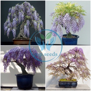 เมล็ดพันธุ์วิสทีเรีย 5 เมล็ด เมล็ดใหม่ ธ.ค. 2022  Wisteria sinensis (Sims)Sweet