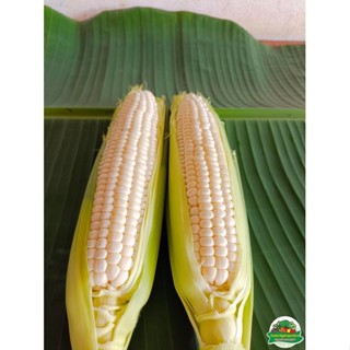 ข้าวโพดนมสดฮอกไกโด ข้าวโพดฮอกไกโด ข้าวโพดทานสด🌽🌽🌽