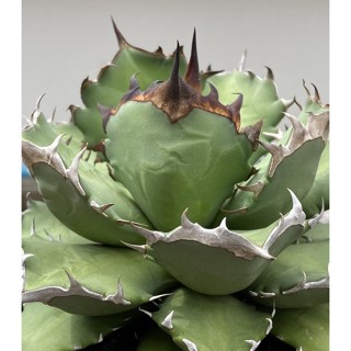 Agave titanota no.1 compact