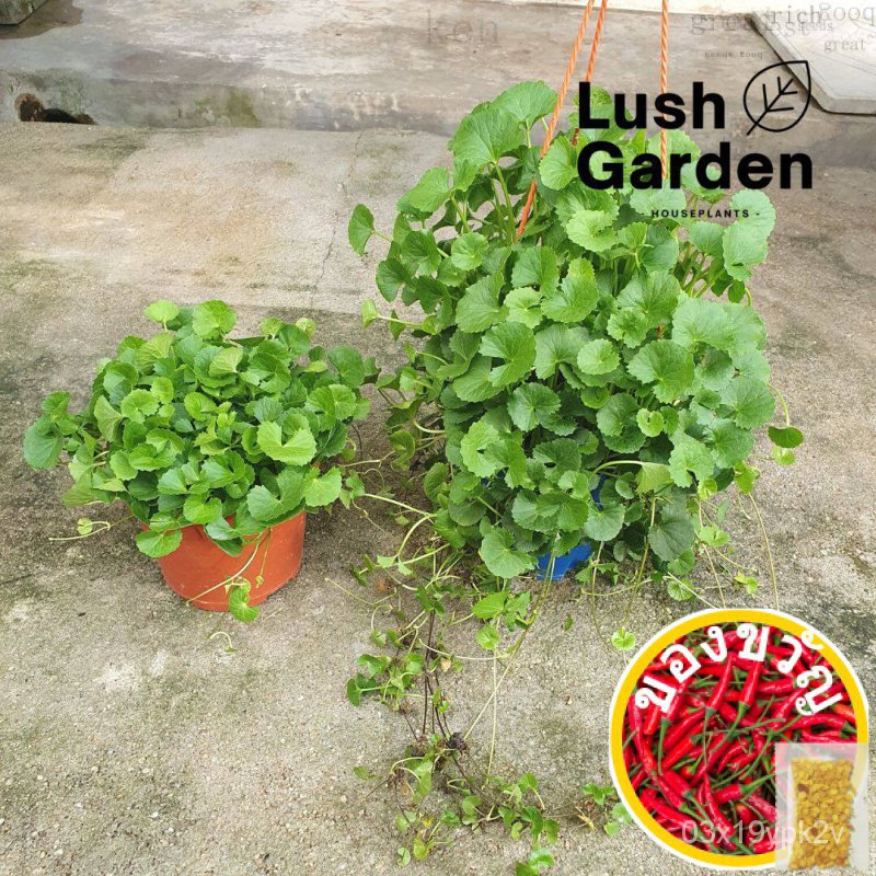Pegga village/pennywort V6 150mm POT herb Live Plant ulam [LUSH Garden] เอาท์พุต/seeds/ บัวบก O5NI