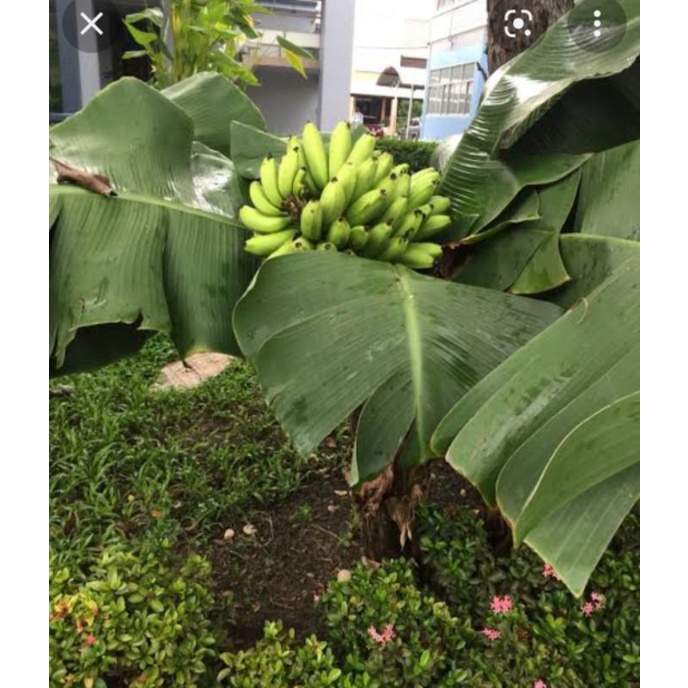 กล้วยหอมแคระ ไซต์ใหญ่ กล้วยประดับ กล้วยมงคล กล้วยเสริมบารมี