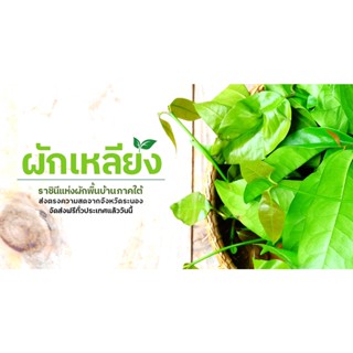 ผักเหลียง ราชินีผักพื้นบ้านของคนใต้