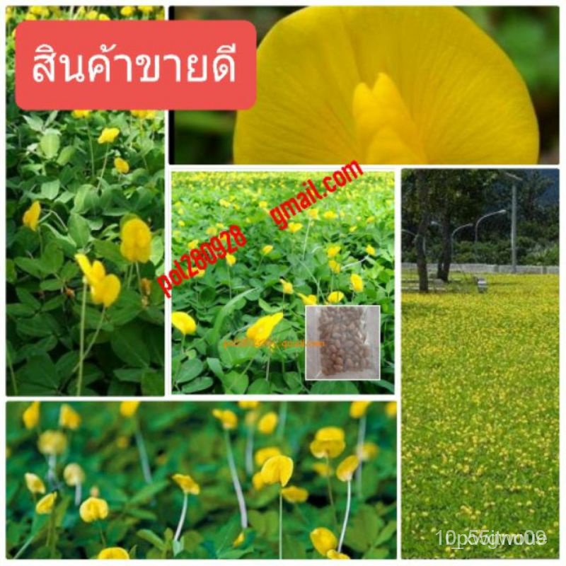 ผลิตภัณฑ์ใหม่ เมล็ดพันธุ์ เมล็ดพันธุ์คุณภาพสูงในสต็อกในประเทศไทย พร้อมส่งเมล็ดอวบอ้วนถั่วบราซิล บรรจุ 250 เมล็ด /ดอก QQO