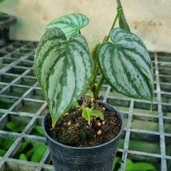 Philodendron brandtianum/ฟิโลเดนดรอน แบรนเทียนั่ม