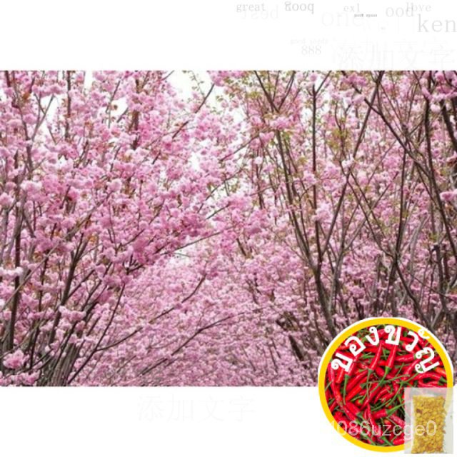 [Local] Cherry Blossom SAKURA 1 Pack seeds SAKURA Tree seeds Healthyมะละกอ/สร้อยข้อมือ/ โปโล/ไลเนอร์
