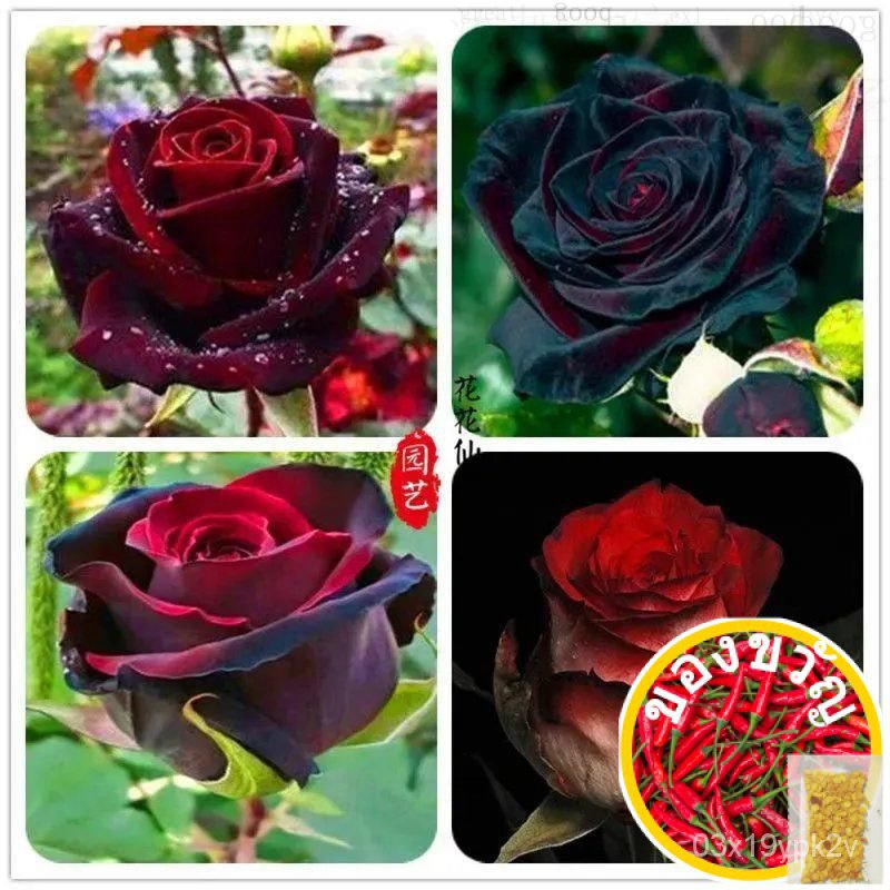 ขวดนม1000เพชรพลอย PE VTMY