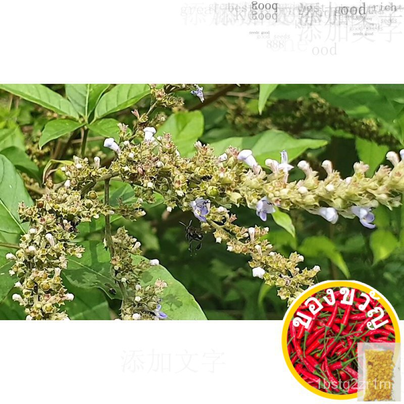 เมล็ดพันธุ์ /vitex 5 Leave, พืช Vitex negundo, ดาวเรือง-Vitex 5 Leave, Vitex negundo Plant Ganda 5ใบ