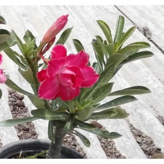 บิลเลี่ยนสตาร์ มิลเลี่ยนสตาร์ ดอกดก สีหวาน ต้นชวนชม cactus adenium desert rose