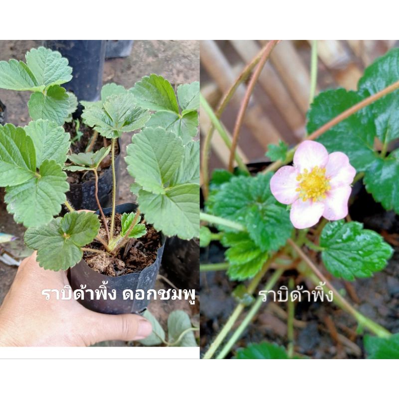ต้นกล้าสตรอเบอร์รี่☘️🍓ราบิด้าพิ้งดอกชมพู☘️Rabida Pink Strawberry☘️ในถุงชำ☘️คู่มือแนะนำการปลูก