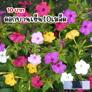 ดอกบานเย็นคละสี10เมล็ด