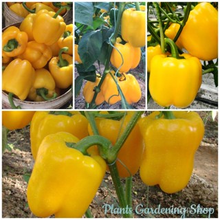 （คุณภาพสูง เมล็ด）พริกหยวก เมล็ดพันธุ์ Yellow Bell pepper Seeds บรรจุ 50 เมล็ด เมล็ดพันธุ์ผัก /ง่าย ปลูก สวนครัว /คละ BJ7