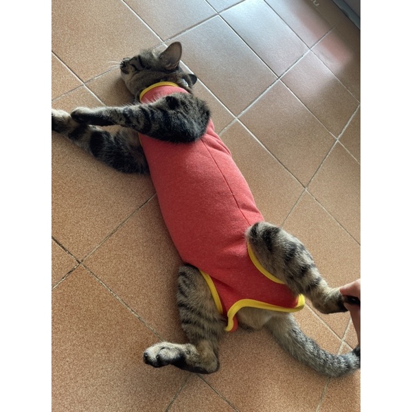 ผ้าสำลี !! หนา กันหนาว เสื้อกันเลียแผลหน้าท้องน้องแมว - รูปที่ 4