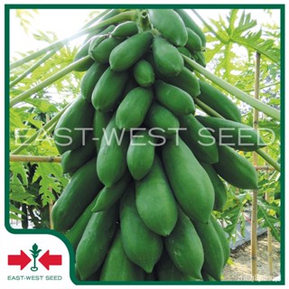 （คุณภาพสูง เมล็ด）East-West Seed เมล็ดพันธุ์มะละกอ (Papaya seeds) ส้มตำ F1 เมล็ดพันธุ์ผัก เมล็/ง่าย ปลูก สวนครัว /ดอก WJZ