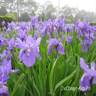 ผลิตภัณฑ์ใหม่ เมล็ดพันธุ์ 2022ของแท้ 100% เมล็ด (100 pcs Blue Iris lactea Flower Seeds)เมล็ดอวบอ้วนดอกไอริสสีน้ำ/ขายดี 9