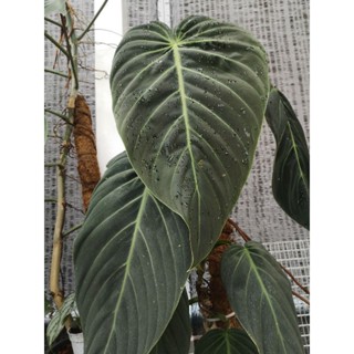 philodendron​ gigas ใบกำมะหยี่ ฟิโลเดนดรอน กิแกส