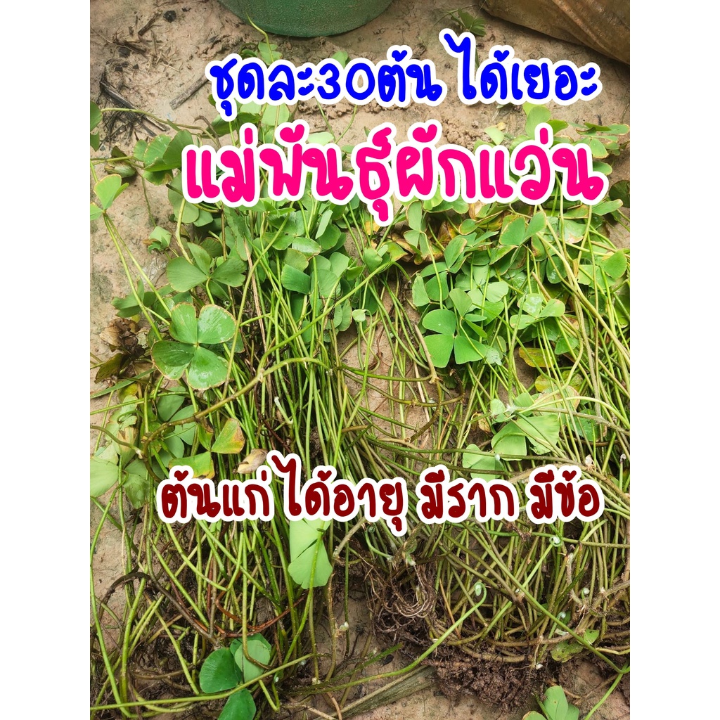 ผักแว่น ต้นพันธุ์สำหรับปลูก ลำต้นใหญ่ มีราก แก่ได้อายุ ปลูกติดไว ชุดละ30ต้น และผักย่องแปะ/ผักตับเต่า/ผักจองแปชุดละ10ต้น ราคา ถูกที่สุด ดีลบีเคเค แกลเลอรีภาพที่ 6