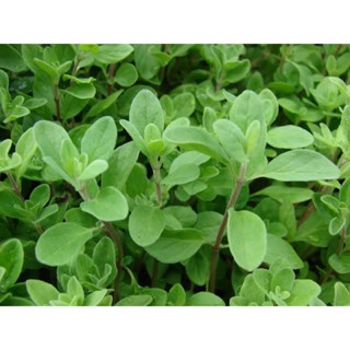 เมล็ดพันธุ์ สวีท มาร์จอแรม ( Sweet Marjoram Seed ) บรรจุ 50 เมล็ด