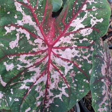 บอนสีCarolyn Wortonบอนสีต้นกำเนิดจาก USA  บอนแยกหน่อ เลี้ยงนอกตู้ข - รูปที่ 2