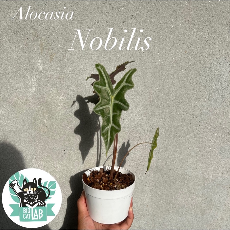 Alocasia Nobilis โนบิลิส เลือกต้นได้