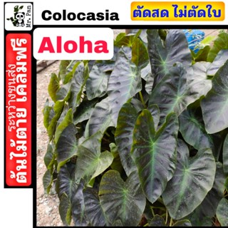 Colocasia Aloha ตัดสด พร้อมใบ เคลมฟรีต้นไม้ตาย โคโลคาเซีย อโลฮา