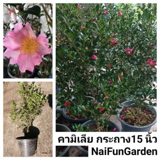 ต้นคามิเลีย​  คาเมเลีย​ camelia ต้นพุ่มสวยๆ​ ในกระถาง​ 15 นิ้ว​ มีตาดอกทุกต้นค่ะ