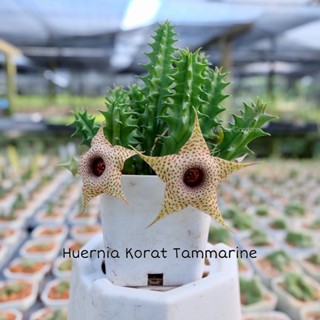 เก๋งจีน Huernia korat tamarine