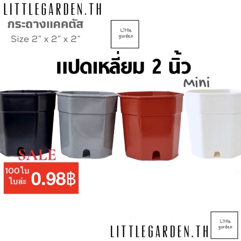 Little กระถางแคคตัส 2 นิ้ว 100 ใบ 98 บาท (สีดำ สีขาว สีอิฐ สีเทา) กระถางแปดเหลี่ยม กระถางกระบองเพชร
